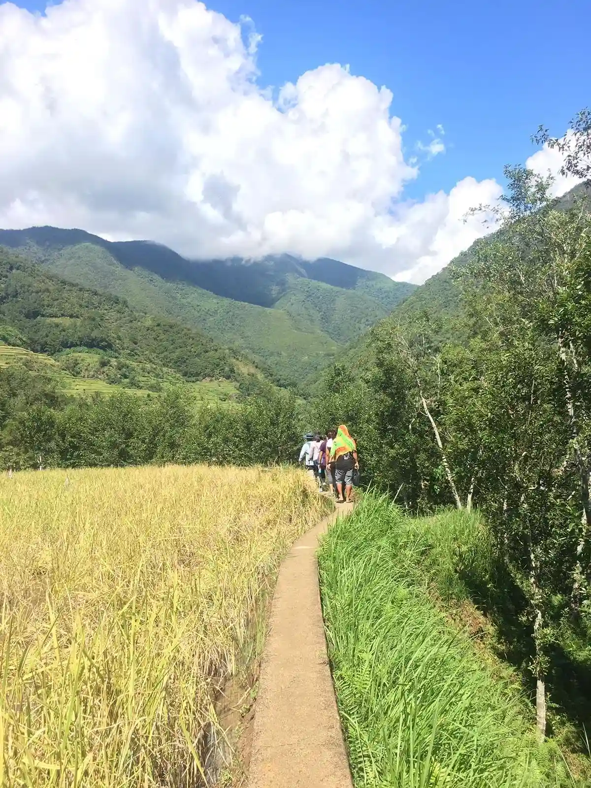 A walking trail winding through the Hapao rice terraces near Banaue