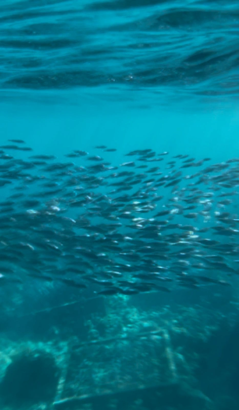 A vast school of sardines swirling above the reef at Napaling Point, Panglao