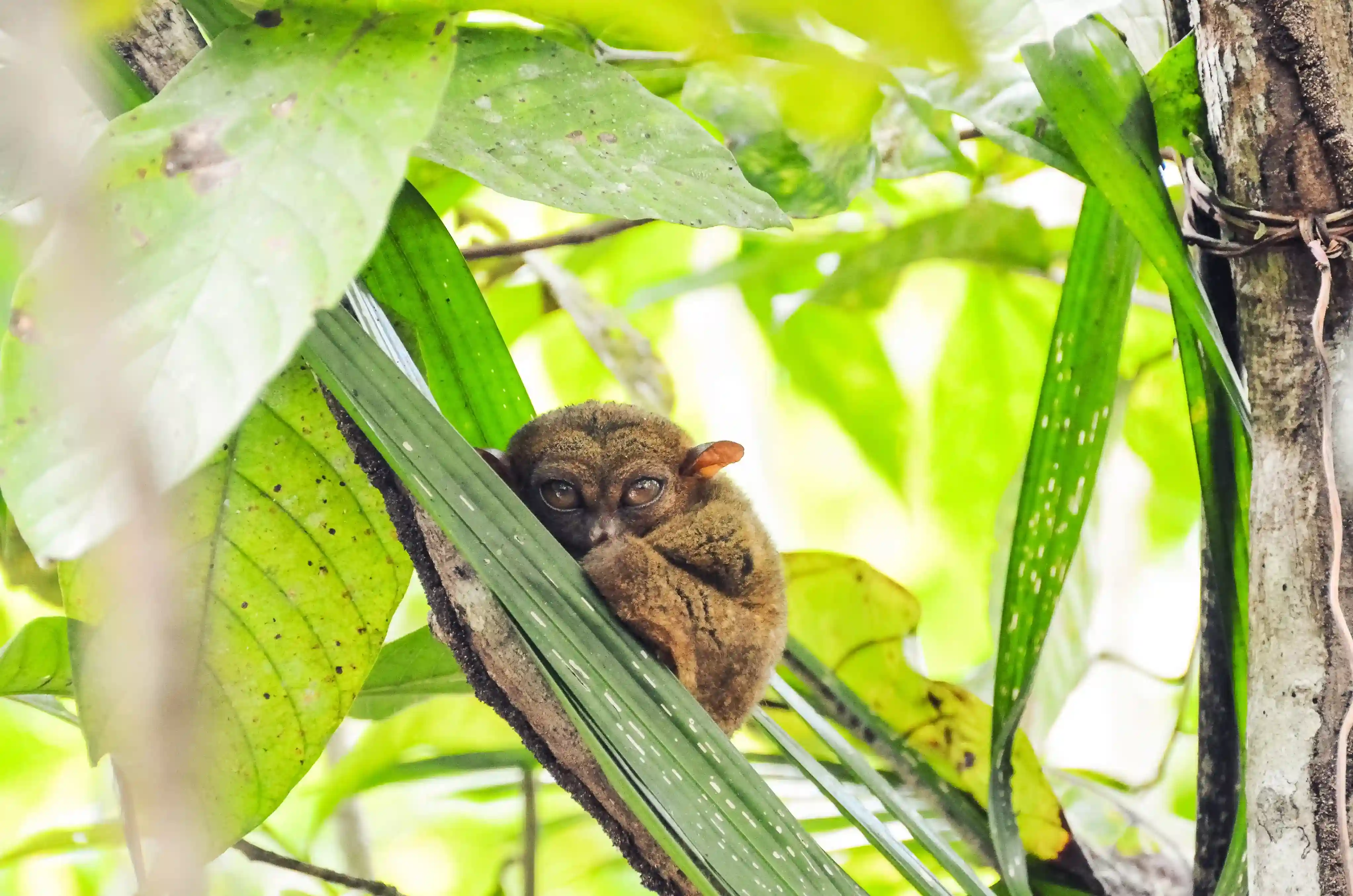 A tarsier with enormous eyes clinging to a branch in Bohol