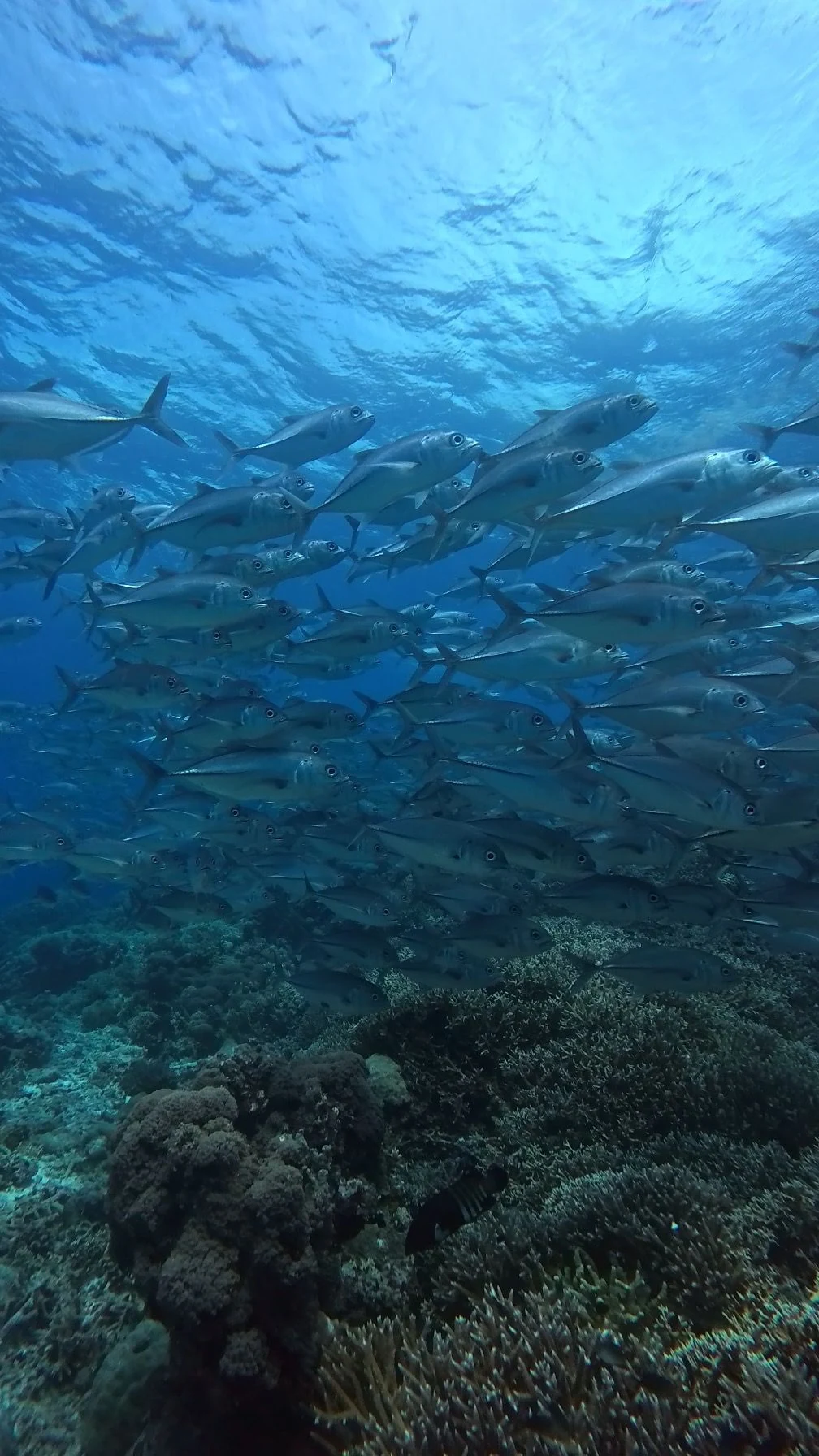 A freediver beneath a swirling sardine shoal at Moalboal, Cebu