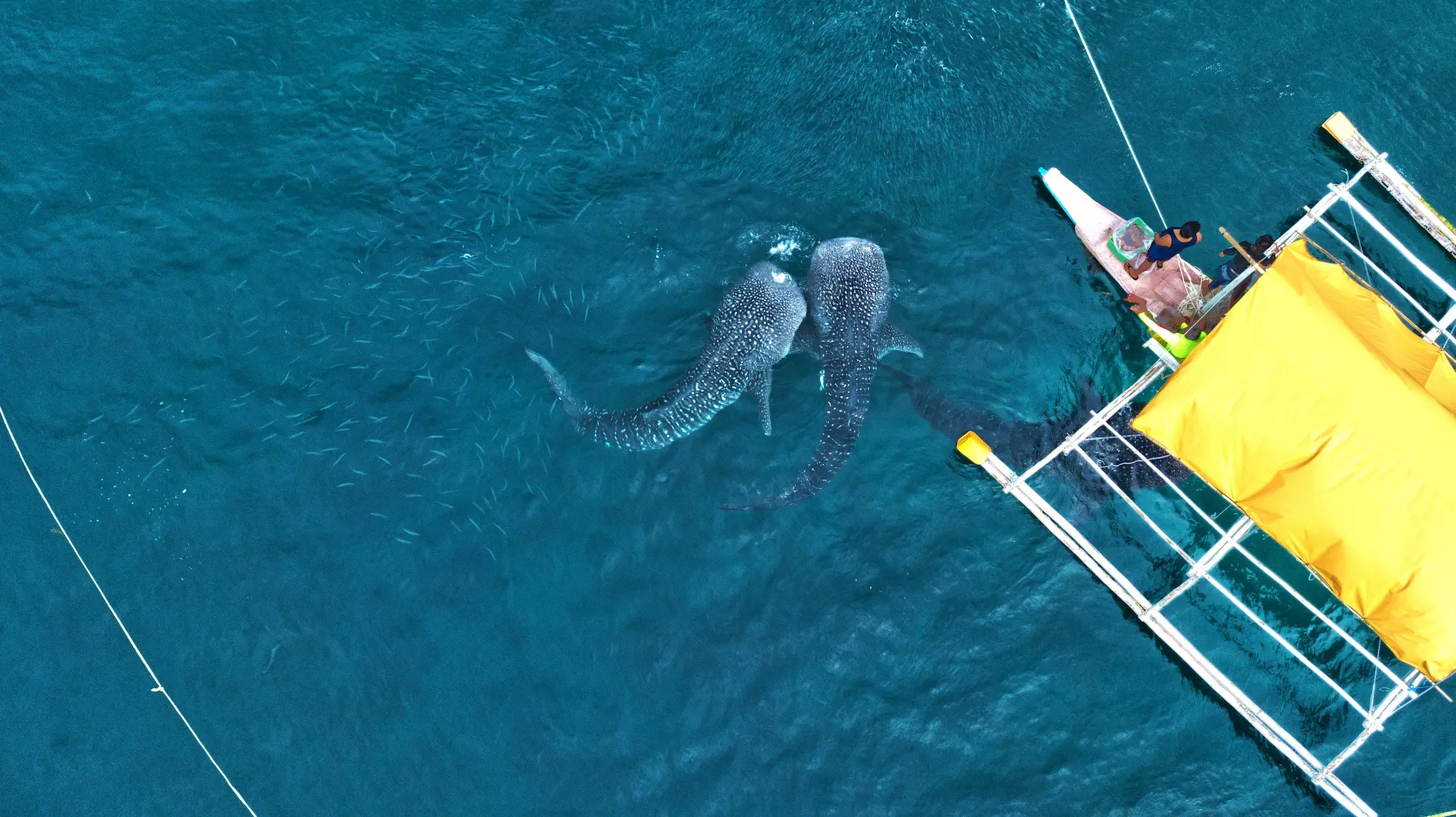 Whale shark encounter, Cebu