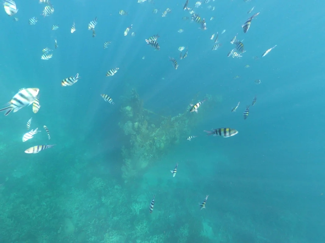Fish schooling around a shallow shipwreck in clear water near Coron