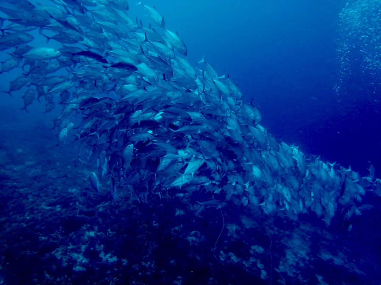 A scuba diver beside a dense school of jackfish in the Philippines