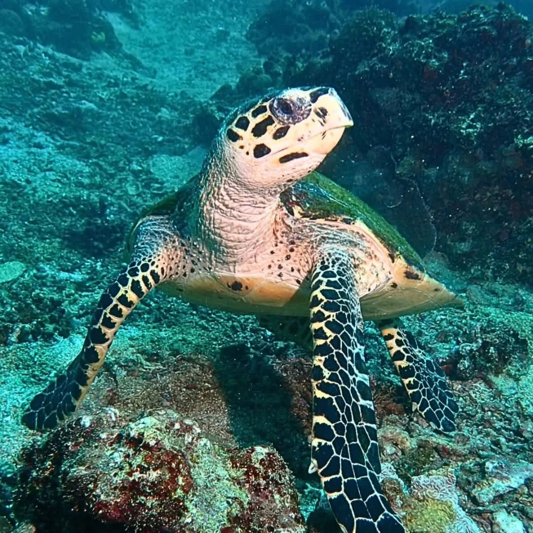 Diver with sea turtle over coral reef, Philippines