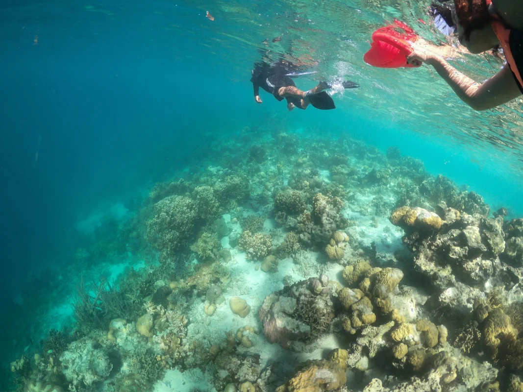 A snorkeller drifting over a healthy coral reef in clear shallow water
